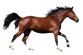 Pomerabian